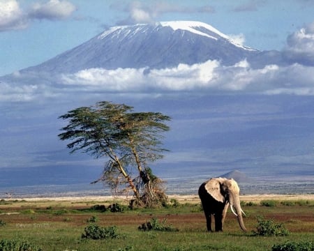 Mount Kilimanjaro - wildlife, mountain, mount kilimanjaro, africa, tanzania, world famous, volcano, elephant, wild, clouds, tree