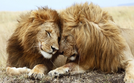 Lions - love, lions, wild, animals, africa, pack