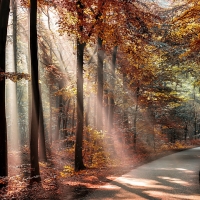 Forest Wallpapers - Page 82 - Desktop Nexus