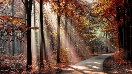 Forest - nature, landscape, trees, forest, flora, path