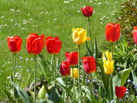 Tulips - tulips, garden, grass, flower