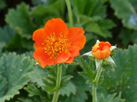 Flowers - orange, green, flowers, bud