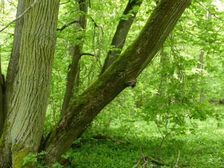 Kinnekulle - nature, forest, grass, trees