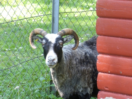 Goat - house, goat, animal, fens, grass