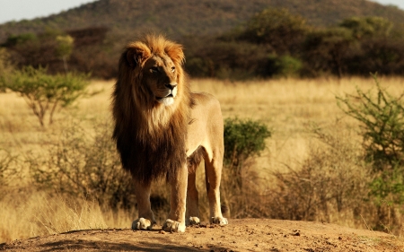 Lion - animal, africa, Lion, wild, wildlife