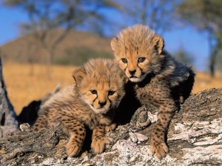 Cheetah Cubs - cubs, animals, cheetah cubs, pride, africa