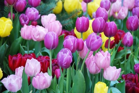 Besutiful tulips - purple, field, flowers, pink