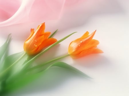 Lovely Tulips - orange, tulips, flowers, green leaves