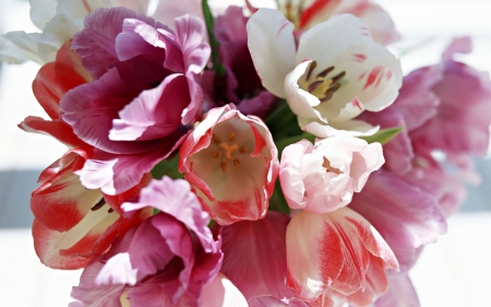 Pink and White Tulips - Tulips, Pink, White, Flowers