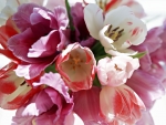 Pink and White Tulips