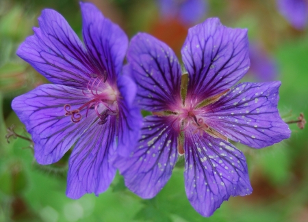 Cranesbill Flowers!