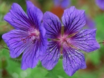 Cranesbill Flowers!