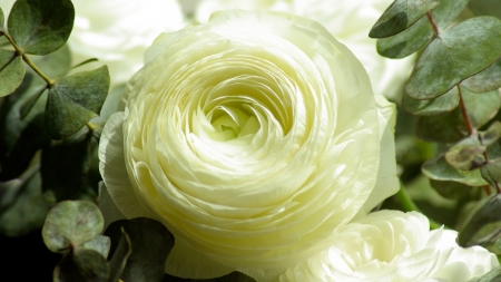 Persian Buttercup Rose - bud, stem, flowers, Yellow