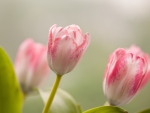 Beautiful Pink Roses