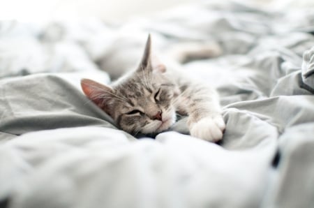 Cat - animal, sleep, photography, cute, sweet, cat