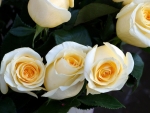 White Rose Bouquet