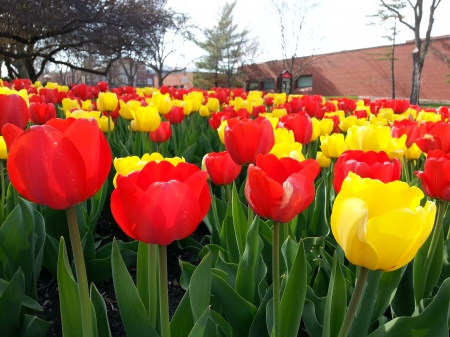 Red and Yellow Tulips - tulips, field, yellow, red