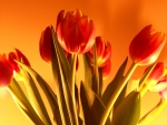 Spring Tulips