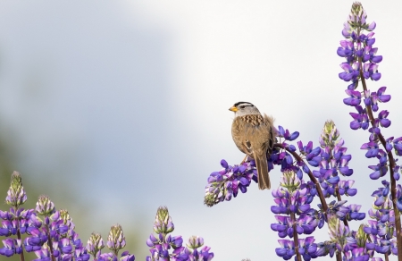 Bird - bird, pasare, flower, purple