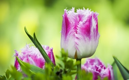 Tulips - white, flower, pink, trio, tulip, spring, green