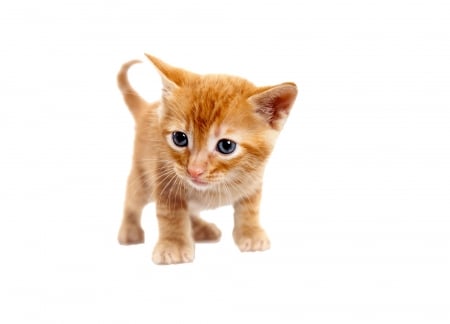 Kitten - cat, pisici, child, kitten, ginger, white, animal, orange, cute