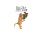 Thank you from the cat!