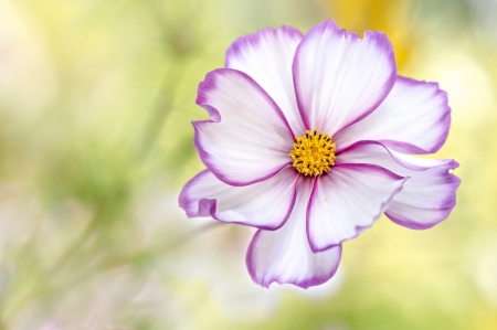 Beautiful Flower - one, white, flower, purple