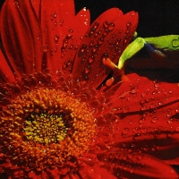 Tree Frog Macro