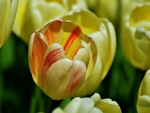 Delicate Yellow Tulips