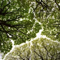 Oak tree canopy in Roudsea Wood Cumbria England