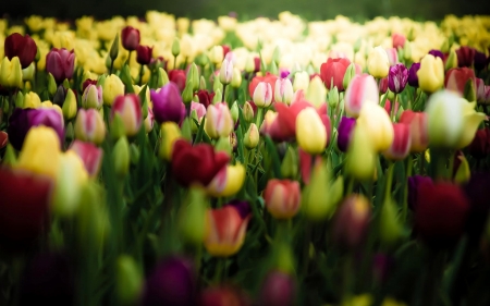 Lovely Tulips in the field - Tulips, flowers, field, love