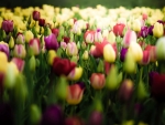 Lovely Tulips in the field