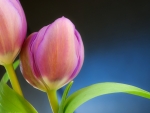 Pink Tulips