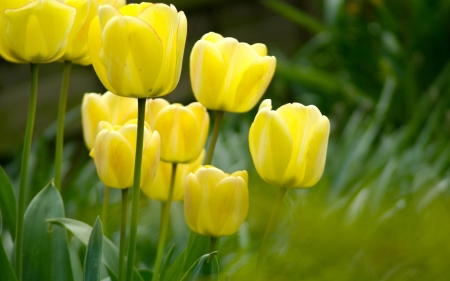 TULIPS - leaves, yellow, petals, green