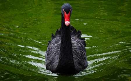 SWAN - wings, feathers, water, beak