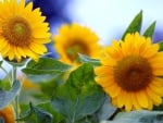 SUNFLOWERS