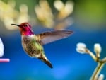 HUMMINGBIRD