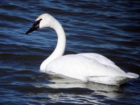 SWAN - wings, water, feathers, blue