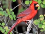 CARDINAL