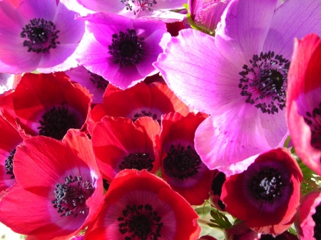 ANEMONES - red, leaves, purple, petals