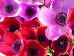 ANEMONES