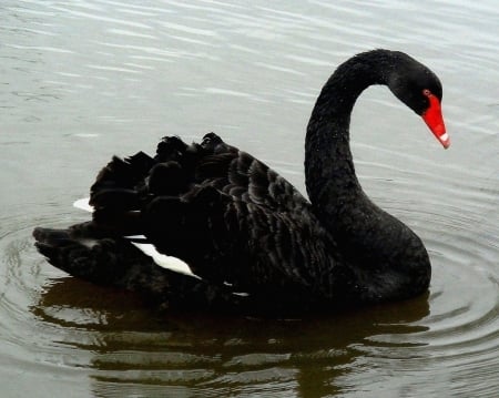 SWAN - wings, water, feathers, waves