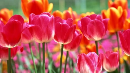 TULIPS - leaves, orange, petals, pink