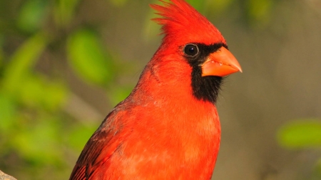 CARDINAL - leaves, feathers, beak, red