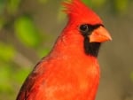 CARDINAL