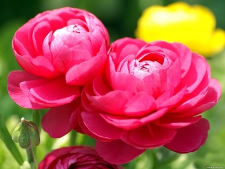 RANUNCULUS - Pink, Leaves, Petals, Green