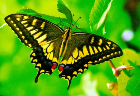 MONARCH - wings, leaves, colors, stem