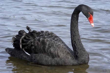 SWAN - wings, water, feathers, waves