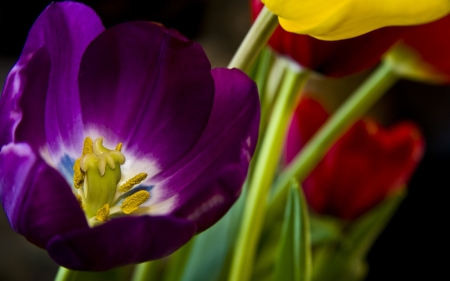 TULIPS - leaves, petals, colors, stem