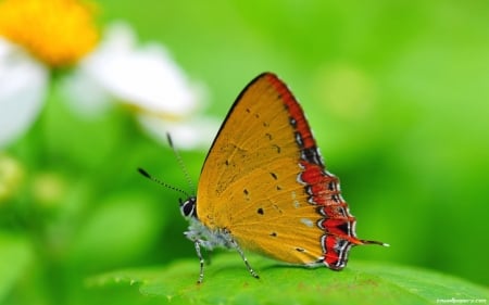 BUTTERFLY - flowers, wings, petals, colors